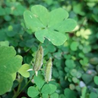 Oxalis corniculata L.